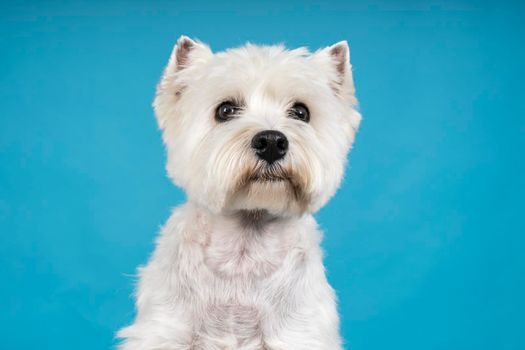 A Portrait of a White West Highland Terrier Westie sitting looking at camera isolated on a baby blue background