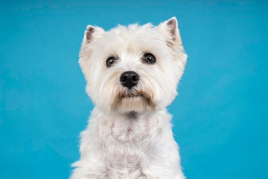 A Portrait of a White West Highland Terrier Westie sitting looking at camera isolated on a baby blue background