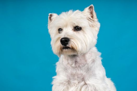 A Portrait of a White West Highland Terrier Westie sitting looking at camera isolated on a baby blue background