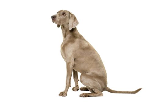 A Weimaraner dog, female, sitting isolated on white background looking away sitting sideways