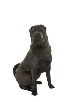 Sitting grey Shar Pei dog looking at the camera isolated on white background