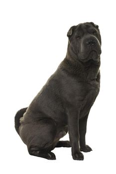 Sitting grey Shar Pei dog looking at the camera isolated on white background