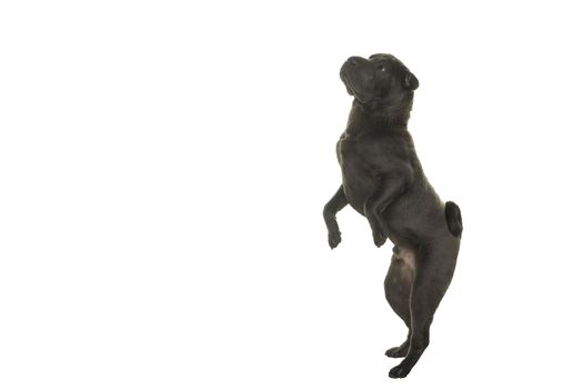 Jumping grey Shar Pei dog looking away isolated on a white background