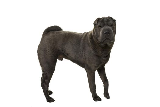 Standing grey Shar Pei dog looking at the camera isolated on white background