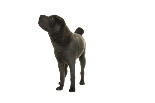 Standing grey Shar Pei dog looking at the camera isolated on white background