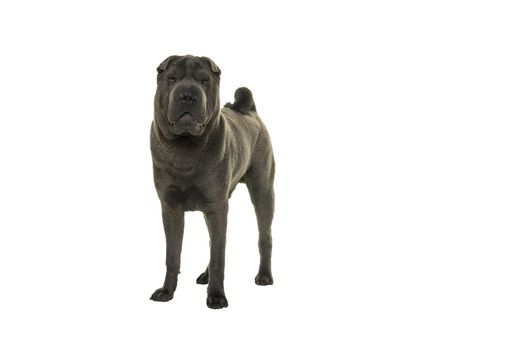 Standing grey Shar Pei dog looking at the camera isolated on white background