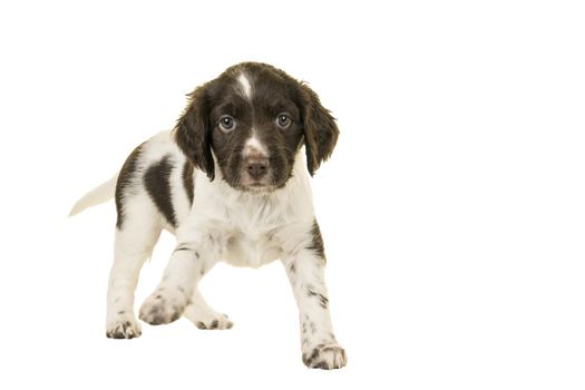 A Cute Small Munsterlander Puppy standing on isolated on a white background paw up