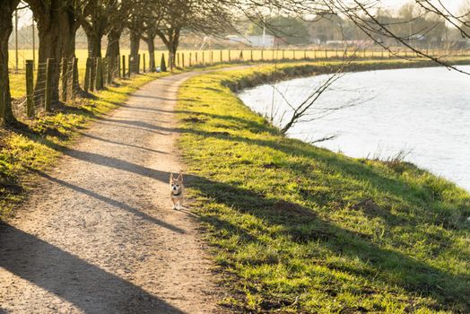 Little dog waiting for his boss on a path near the river in the evening sun