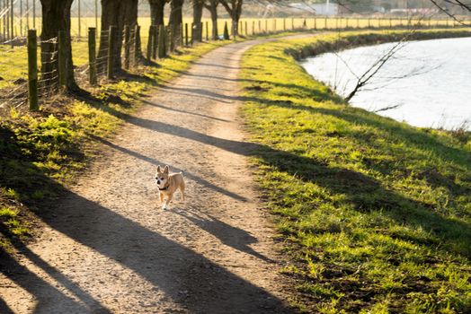 Little dog waiting for his boss on a path near the river in the evening sun