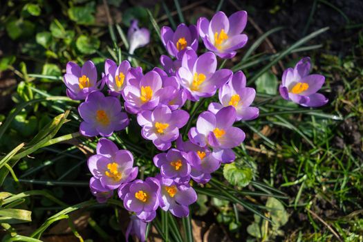 Vibrant spring crocusses in early morning sunlight