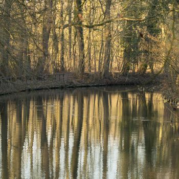 Reflections of trees on the surface of a pond in a forest at springtime with wrinkles in the water