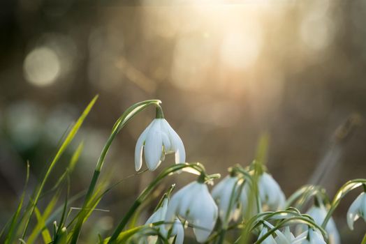 A closeup of a snowbell standing in the sunlight with a bokeh background in a forest at springtime