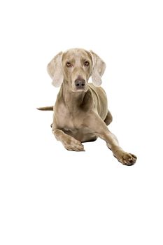 Weimaraner dog, female, lying isolated on white background looking at the camera