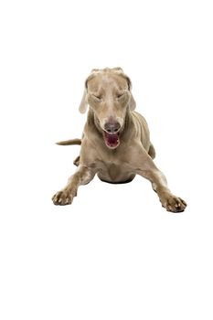 Jawning Weimaraner dog, female, lying isolated on white background eyes closed