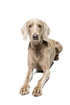 Weimaraner dog, female, lying isolated on white background looking at the camera