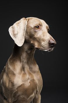 Portrait of female Weimaraner dog on a black background