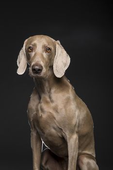 Portrait of female Weimaraner dog on a black background