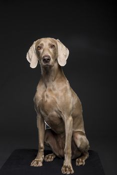 Portrait of female Weimaraner dog on a black background