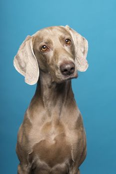 Portrait of female Weimaraner dog on a blue background