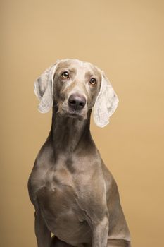 Portrait of female Weimaraner dog on a beige background