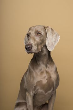 Portrait of female Weimaraner dog on a beige background