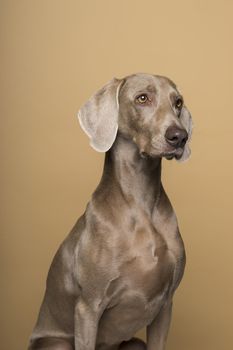 Portrait of female Weimaraner dog on a beige background