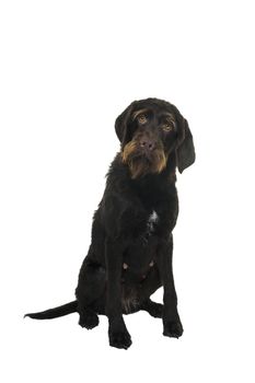 Sitting female Cesky Fousek dog looking at the camera seen from the front isolated on white background