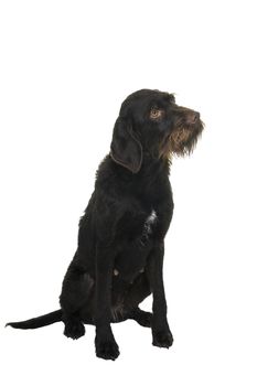 Sitting female Cesky Fousek dog looking at the camera seen from the front isolated on white background