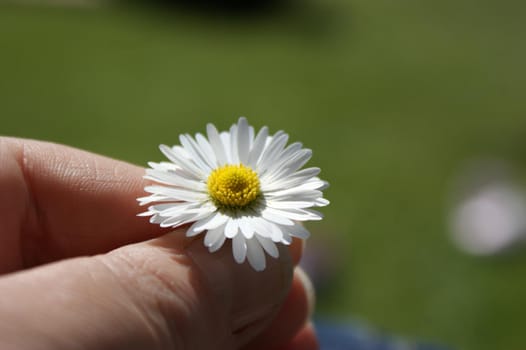 Small daisy held in a hand with a green grass bokeh background in summer