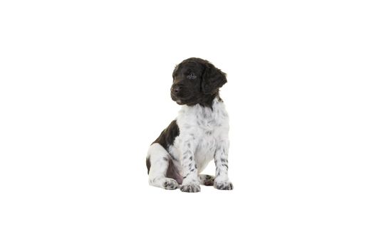 A Cute Small Munsterlander Puppy sitting on isolated on a white background looking aside