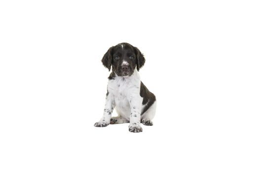 A Cute Small Munsterlander Puppy sitting on isolated on a white background looking in the camera