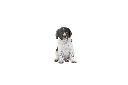 A Cute Small Munsterlander Puppy sitting on isolated on a white background looking in the camera