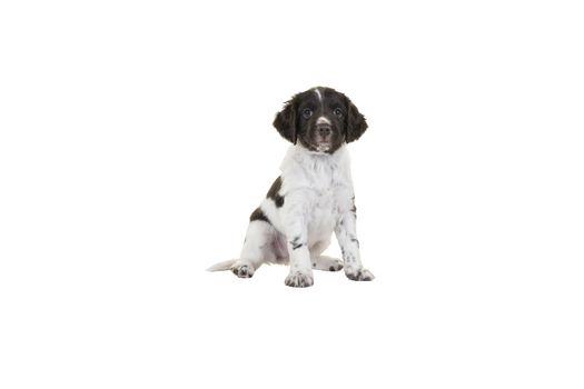 A Cute Small Munsterlander Puppy sitting on isolated on a white background looking in the camera