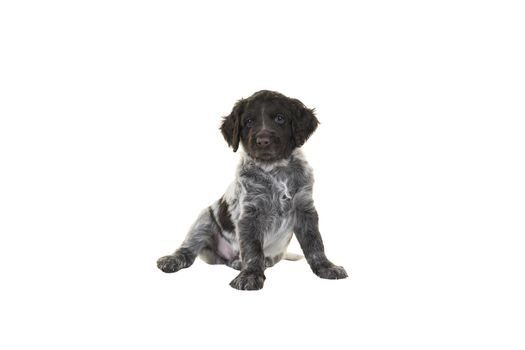 A Cute Small Munsterlander Puppy sitting on isolated on a white background looking in the camera