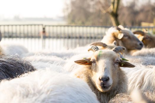 Close up of a white sheep with horns sticking his head above the herd in a winter landscape with horns