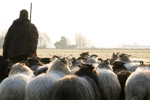 Back view of a herd of sheep with a shepherd in a landscape with winter sun