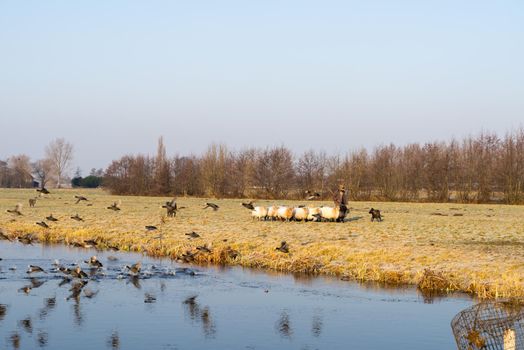 A winter landscape with a group of sheep and a shepherd plus dog and coots flying into water