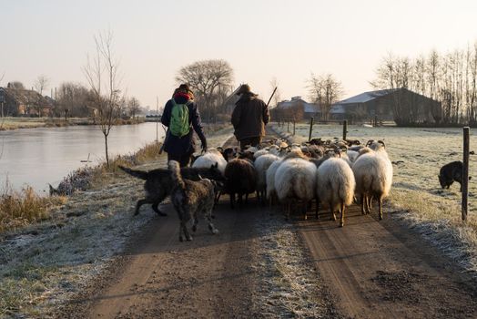 Back view of a herd of sheep with shepherds in a landscape with winter sun