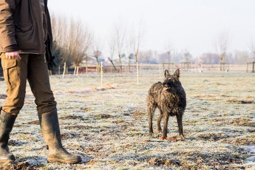 Black adult dutch wire-haired shepherd lying sideways waiting on a command from her trainer on frozen grass on a winter day