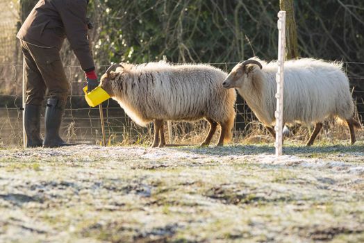 A sunny winter morning on the rural farm. farmer with bucket feeding  two  white sheep.