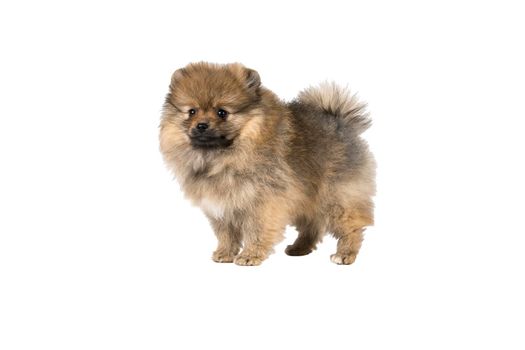 A small Pomeranian puppy standing isolated on a white background