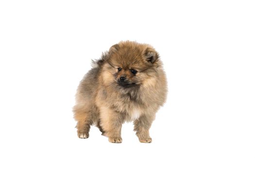 A small Pomeranian puppy standing isolated on a white background