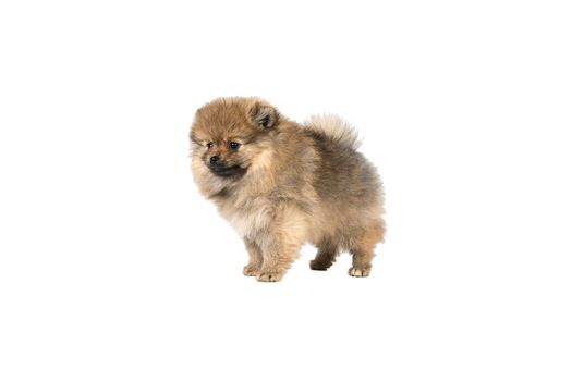 A small Pomeranian puppy standing isolated on a white background