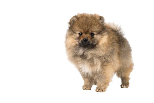 A small Pomeranian puppy standing isolated on a white background