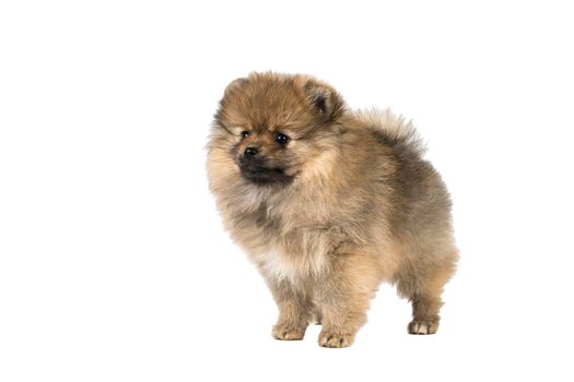 A small Pomeranian puppy standing isolated on a white background