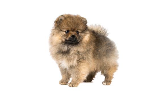 A small Pomeranian puppy standing isolated on a white background