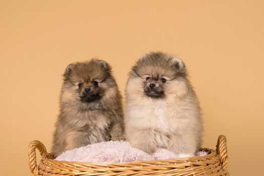 Two small Pomeranian puppies sitting in a basket with a pink cushion with a beige background