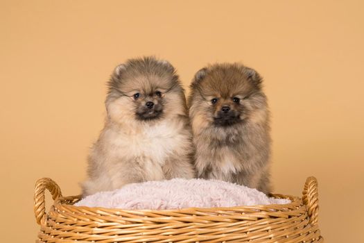 Two small Pomeranian puppies sitting in a basket with a pink cushion with a beige background