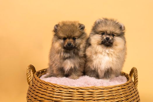 Two small Pomeranian puppies sitting in a basket with a pink cushion with a beige background