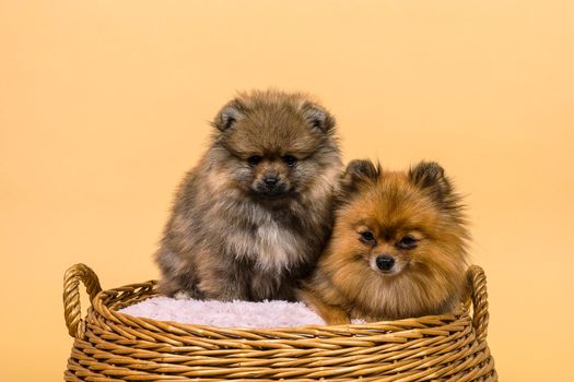 Two small Pomeranian puppies sitting in a basket with a pink cushion with a beige background